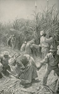 Svart på jobbet i en sockerrörsplantage på Jamaica (litho)