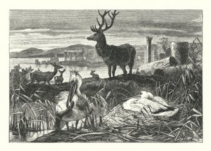 Decay of Earthly Pomp (gravyr) av Joseph (after) Wolf