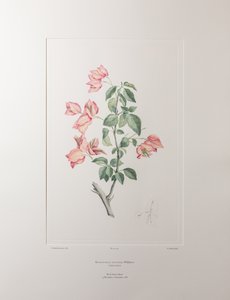 Bouganvillea spectabilis (Nyctaginaceae) - Tavla 355, Banks
