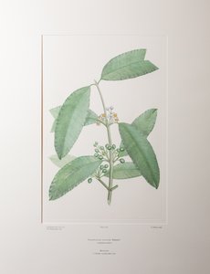 Calophyllum soulattri (Guttiferae) - Tavla 362, Banks