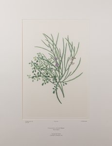 Carmichaelia solandri (Leguminosae) - Tavla 429, Banks