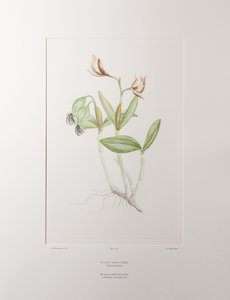 Cattleya forbesii (Orchidaceae) - Tavla 358, Banks
