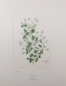 Clematis forsteri (Ranunculaceae) - Tavla 402, Banks