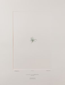 Colobanthus apetalus (Caryophyllaceae) - Tavla 414, Banks