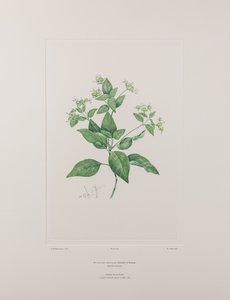 Dicliptera bracteata (Acanthaceae) - Tavla 636, Banks