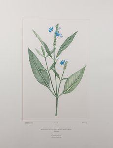 Eranthemum nervosa (Acanthaceae) - plansch 378, Banks