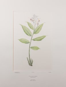 Globba marantina (Zingiberaceae) - Tavla 390, Banks
