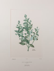 Haloragis erecta (Haloragidaceae) - Tavla 439, Banks