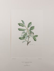 Heberdenia bahamensis (Myrsinaceae) - Tavla 395, Banks