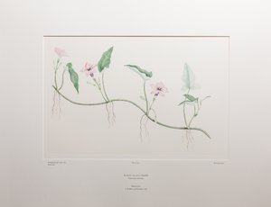 Ipomoea aquatica (Convolvulaceae) - Tavla 375, Banks