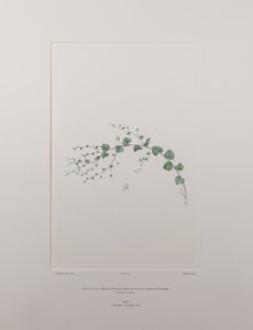 Kicksia spuria subsp. integrifolia (Scrophulariaceae) - Plåt 397, Banks