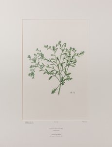 Lepidium flexicaule (Cruciferae) - Tavla 409, Banks