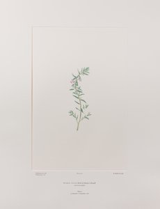 Lythrum junceum (Lythraceae) - Tavla 392, Banks