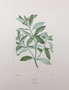Pittosporum ralphii (Pittosporaceae) - Tavla 413, Banks