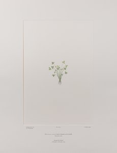 Ranunculus acaulis (Ranunculaceae) - Tavla 403, Banks