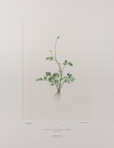 Ranunculus hirtus (Ranunculaceae) - Tavla 404, Banks