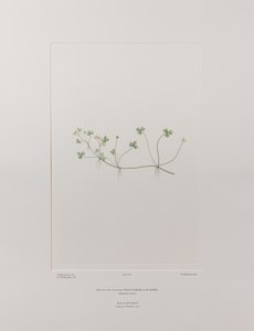 Ranunculus rivularis (Ranunculaceae) - Tavla 405, Banks