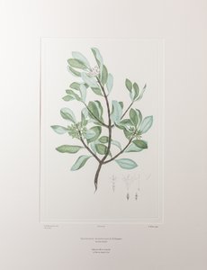 Schyphiphora hydrophyllacea (Rubiaceae) - Tavla 148, Banks
