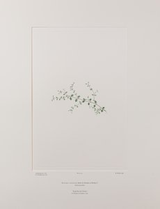 Stellaria parviflora (Caryophyllaceae) - Tavla 415, Banks
