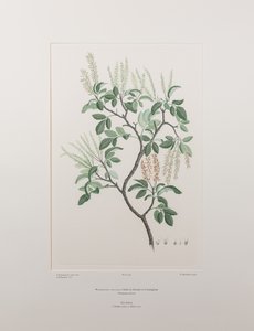 Weinmannia sylvicola (Cunoniaceae) - Tavla 436, Banks