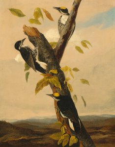 Svartryggig tretåig hackspett, 18311833.