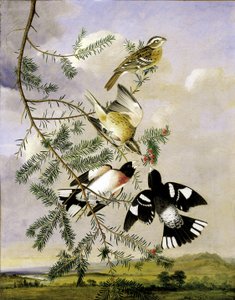 Rose-Breasted Grosbeak, mitten av slutet av 1800-talet.