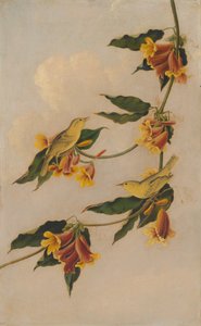 Gul sångare, 1830-1833.