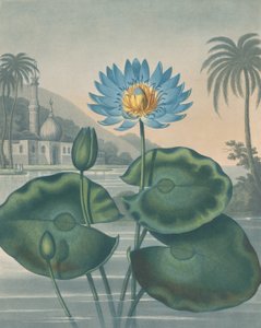 Den blå egyptiska näckrosen, 11 september 1804.