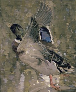 Mallard Rising (wc på papper)