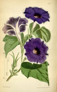 Ipomoea noll, 1868