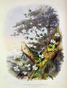 Rhododendron: Dalhousie, teckning från 