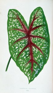 Chantini Caladium blad. Botanisk tavla i "" Växter med färgglatt bladverk.