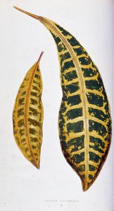 Croton leaf variegata. Botanisk tavla i "" Växter med färgglatt bladverk. Samling av de mest anmärkningsvärda arterna som används för att dekorera trädgårdar, växthus och lägenheter, av Edward Joseph Lowe och W. Howard, medlemmar av London Horticulture Soc