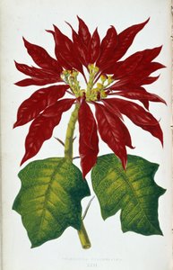 Blomma och blad av julstjärnan Pulcherrima. Botanisk tavla i "" Växter med färgglatt bladverk. Samling av de mest anmärkningsvärda arterna som används för att dekorera trädgårdar, växthus och lägenheter, av Edward Joseph Lowe och W. Howard, medlemmar av Lo