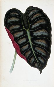 Blad av Alocasia metallica. Botanisk tavla i "" Växter med färgat bladverk. Samling av de mest anmärkningsvärda arterna som används för att dekorera trädgårdar, växthus och lägenheter, av Edward Joseph Lowe och W. Howard, medlemmar av London Horticulture S