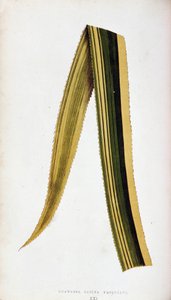 Blad av Ananassa Sativa Variegata. Botanisk planka i "" De färgglada bladväxterna.