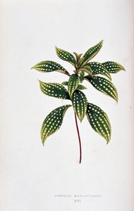 Blad av Sonerila margaritacea. Botanisk tavla i "" Växter med färgglatt bladverk. Samling av de mest anmärkningsvärda arterna som används för att dekorera trädgårdar, växthus och lägenheter, av Edward Joseph Lowe och W. Howard, medlemmar av London Horticul