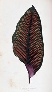 Maranta blad megalis. Botanisk tavla i "" Växter med färgglatt bladverk.
