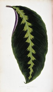 Maranta leaf warscewiczii. Botanisk tavla i "" Växter med färgglatt bladverk.
