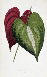 Yamblad i 2 färger (Dioscorea discolor). Botanisk tavla i "" Växter med färgglatt bladverk. Samling av de mest anmärkningsvärda arterna som används för att dekorera trädgårdar, växthus och lägenheter, av Edward Joseph Lowe och W. Howard, medlemmar av Londo