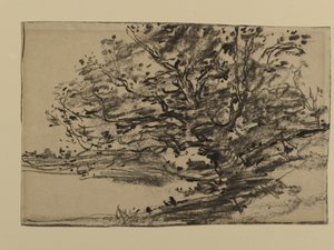 Study of Trees, 1870 (grafit på papper)