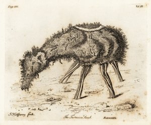 Grönsakslammet av Tartary. av Joseph Halfpenny