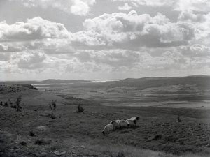 En liten flock hornfår vid Scout Scar av Joseph Hardman
