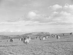 Flock med får på bete i närheten av Humphrey Head