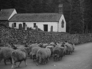 Får som går längs vägen utanför kyrkan i Thirlmere av Joseph Hardman