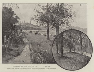 Churchyard Bottom Wood, Highgate, vars spoliering är under diskussion av Joseph Holland Tringham
