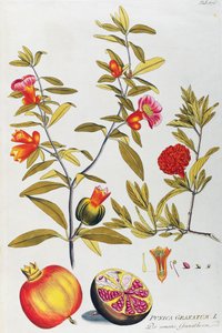 Granatäpple (Punica granatum) av Joseph Jacob von Plenck (1735-1807), från Icons of medicinal plants, Wien