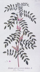 True indigo (Indigofera tinctoria) av Joseph Jacob von Plenck (1735-1807), från Icones plantarum medicinalium, Wien