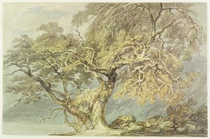 A Great Tree, c.1796 (wc över grafit på papper) av Joseph Mallord William Turner