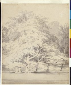 ブナの木（白い紙に鉛筆の上に灰色のインクで洗い流す）スウェーデン語 av Joseph Mallord William Turner